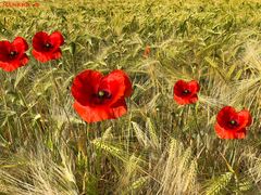 Kornfeld mit Klatschmohn (Niederrhein)