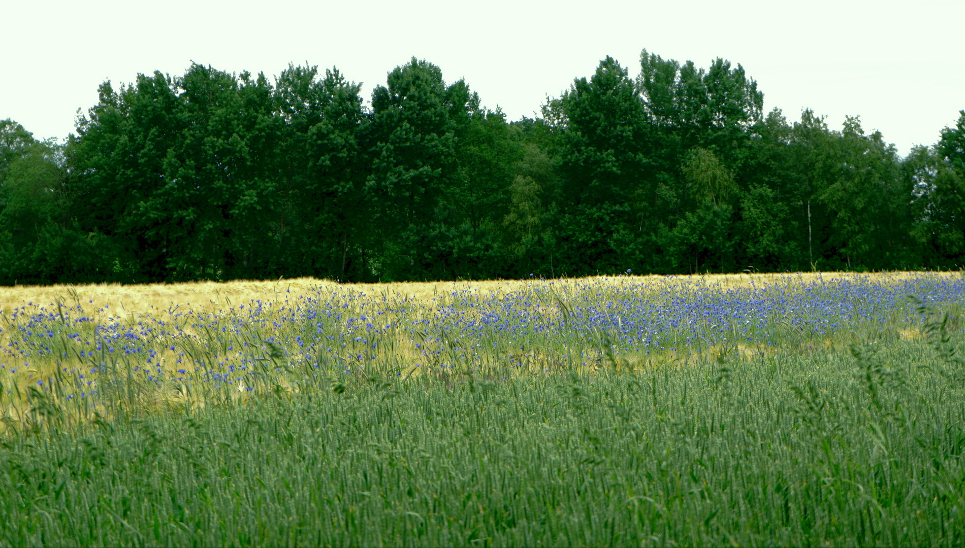 Kornfeld mit Kornblumen