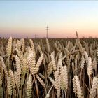 Kornfeld mit mehr Kontrast