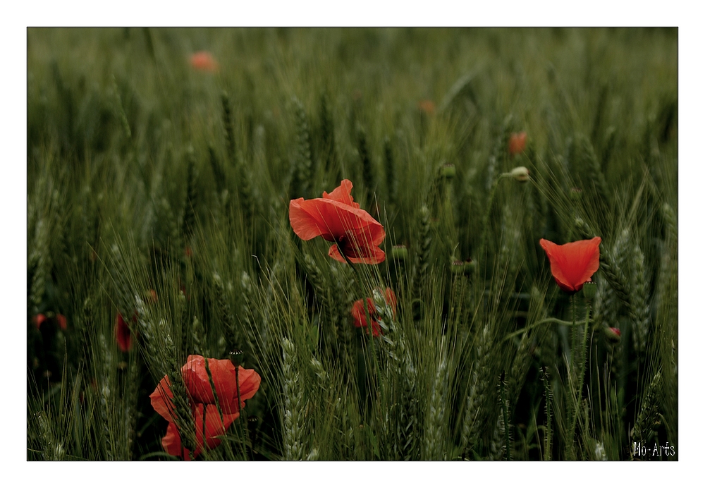 Kornfeld mit Mohn