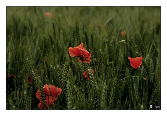 Kornfeld mit Mohn