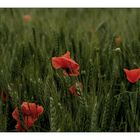 Kornfeld mit Mohn