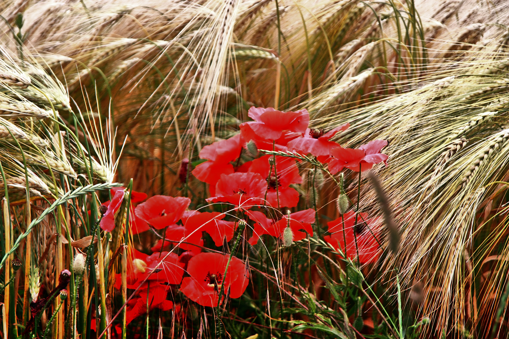 Kornfeld mit Mohn