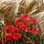 Kornfeld mit Mohn