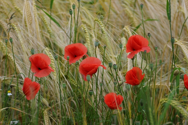 Kornfeld mit Mohn