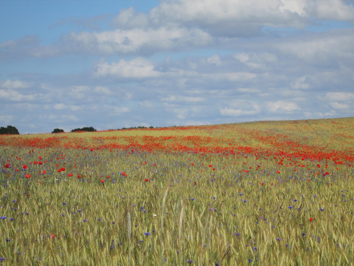 Kornfeld mit Mohn und Kornblumen