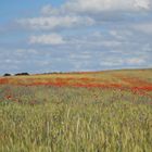 Kornfeld mit Mohn und Kornblumen