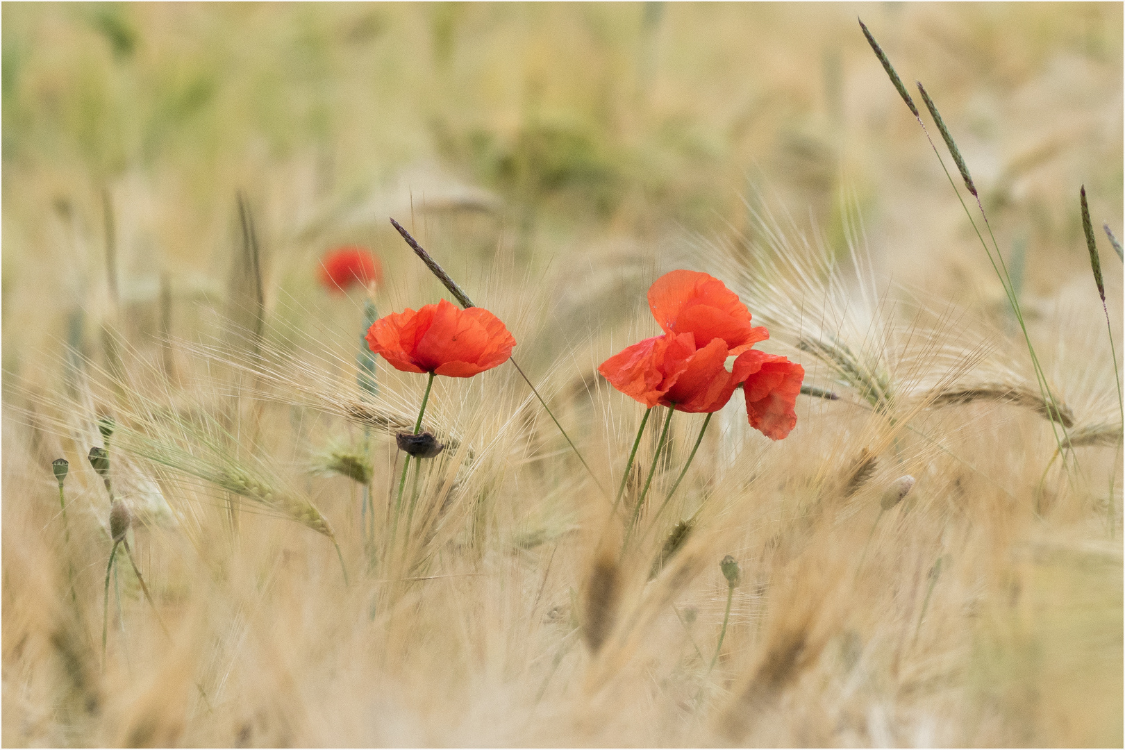 Kornfeld mit Mohnblüten