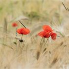 Kornfeld mit Mohnblüten