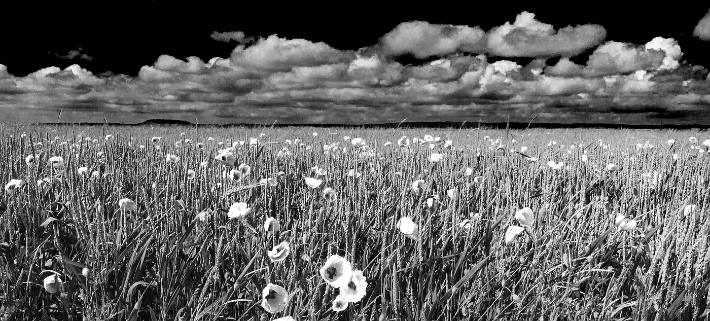 Kornfeld mit Mohnblüten unter Wolkenhimmel Foto &amp; Bild | fotokunst ...