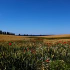 Kornfeld mit Seeblick im Hintergrund