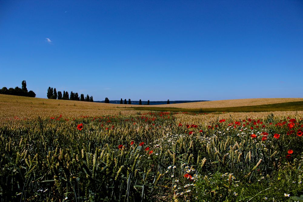 Kornfeld mit Seeblick im Hintergrund