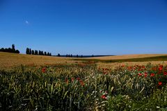 Kornfeld mit Seeblick im Hintergrund