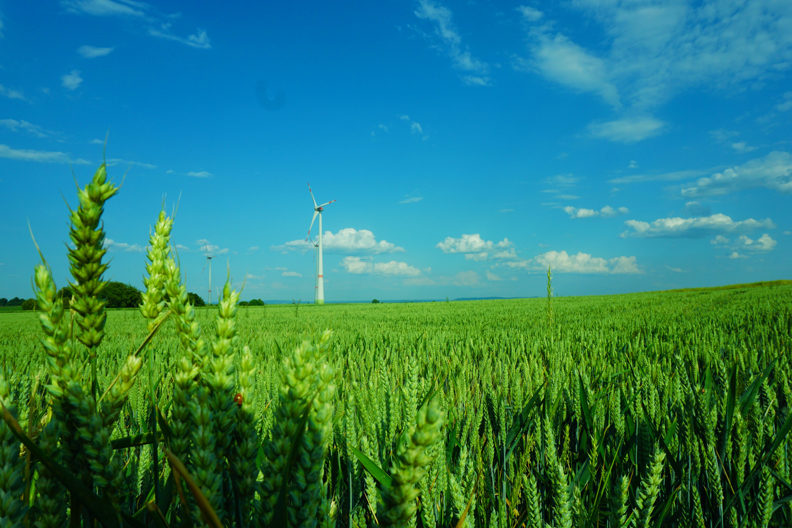 Kornfeld mit Windrad