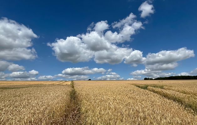 Kornfeld mit Wolken....