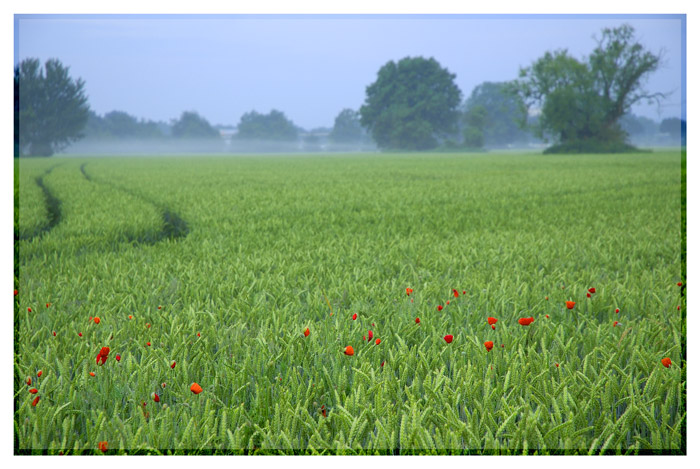 Kornfeld morgens um sechs