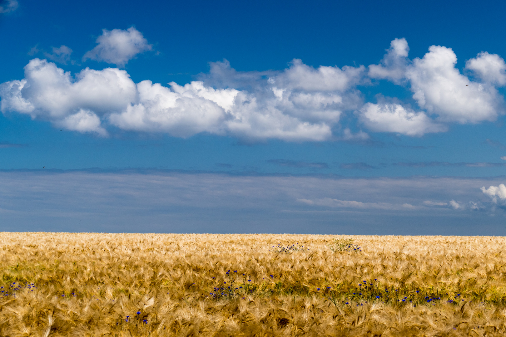 kornfeld ohne Ende