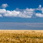 kornfeld ohne Ende