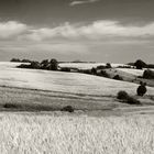 Kornfeld-Panorama