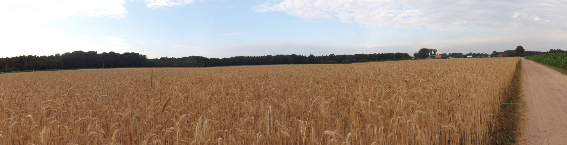 Kornfeld Panorama