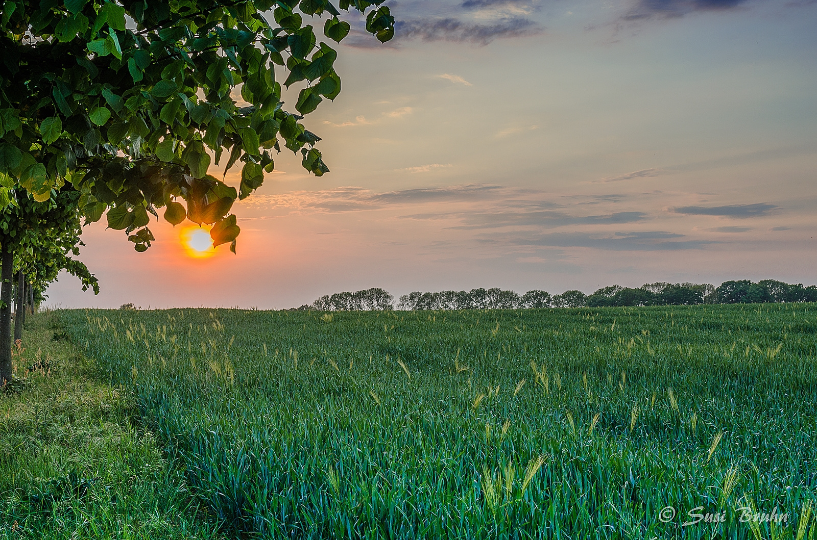 Kornfeld - Pudagla - Usedom