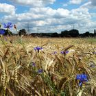 Kornfeld und -Blumen