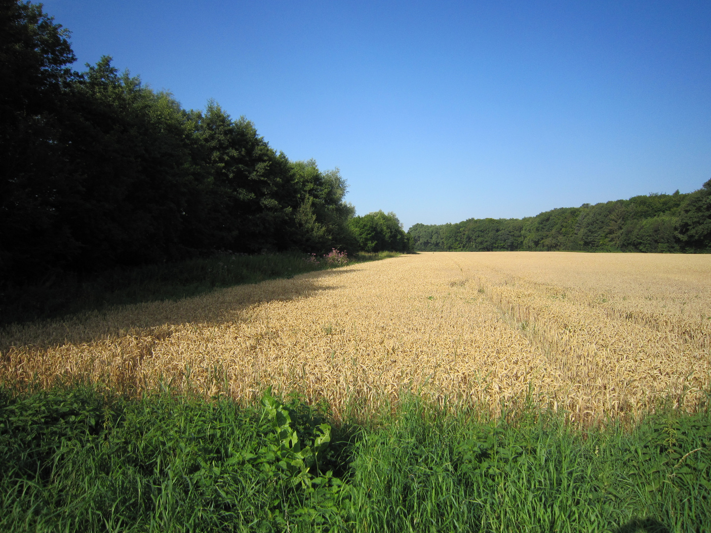 Kornfeld und Wald