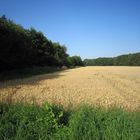 Kornfeld und Wald