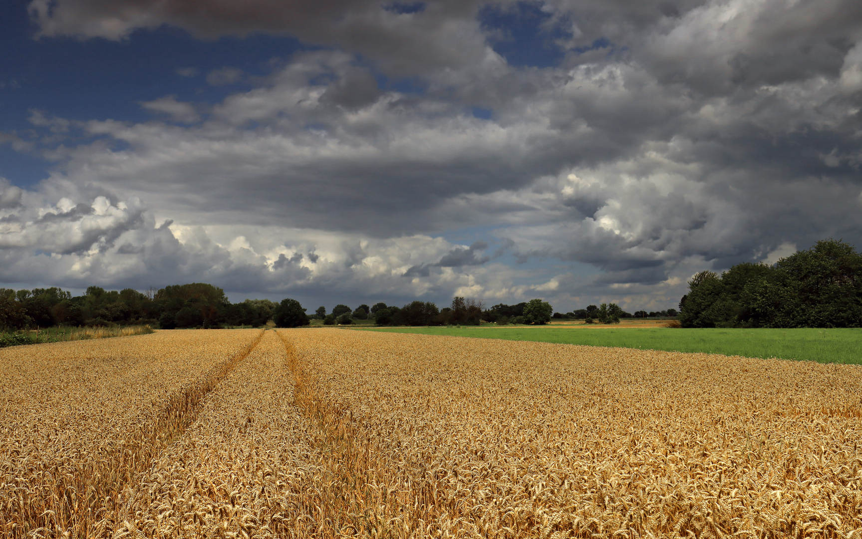 Kornfeld und Wolken