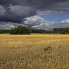 Kornfeld und Wolken (2)