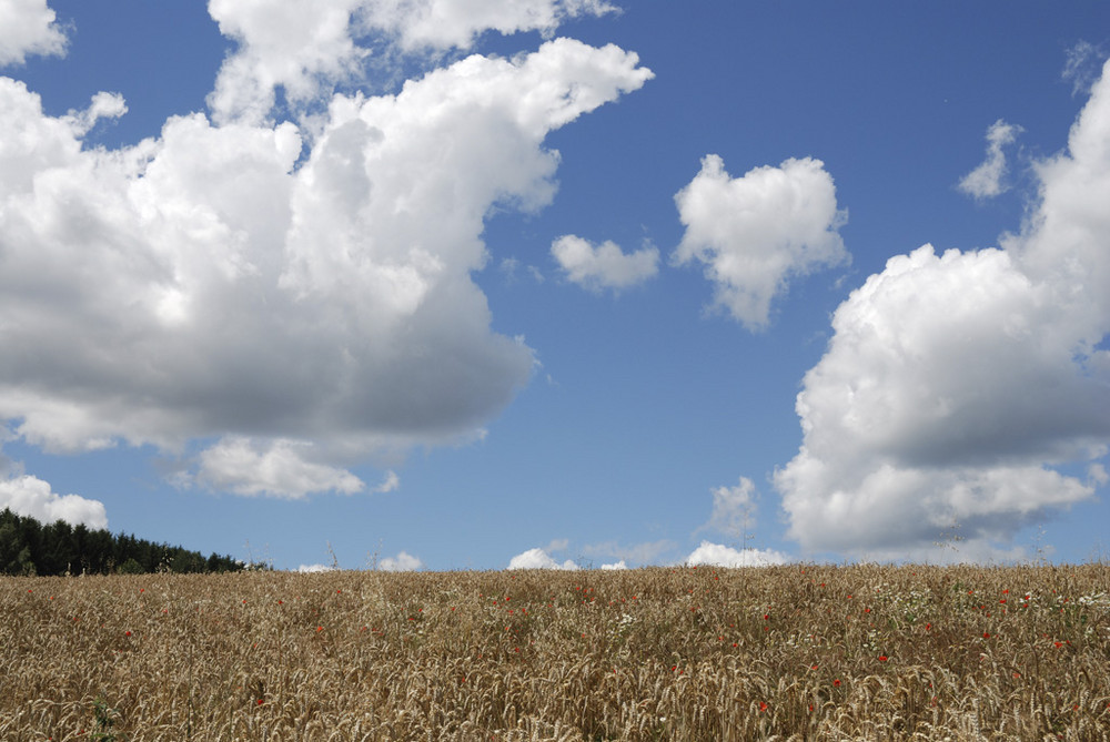 Kornfeld und Wolken