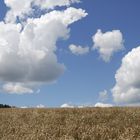 Kornfeld und Wolken