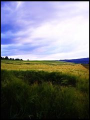 Kornfeld unter blauem Himmel