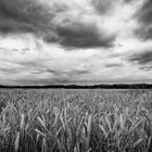 Kornfeld vor bewölktem Himmel