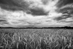 Kornfeld vor bewölktem Himmel