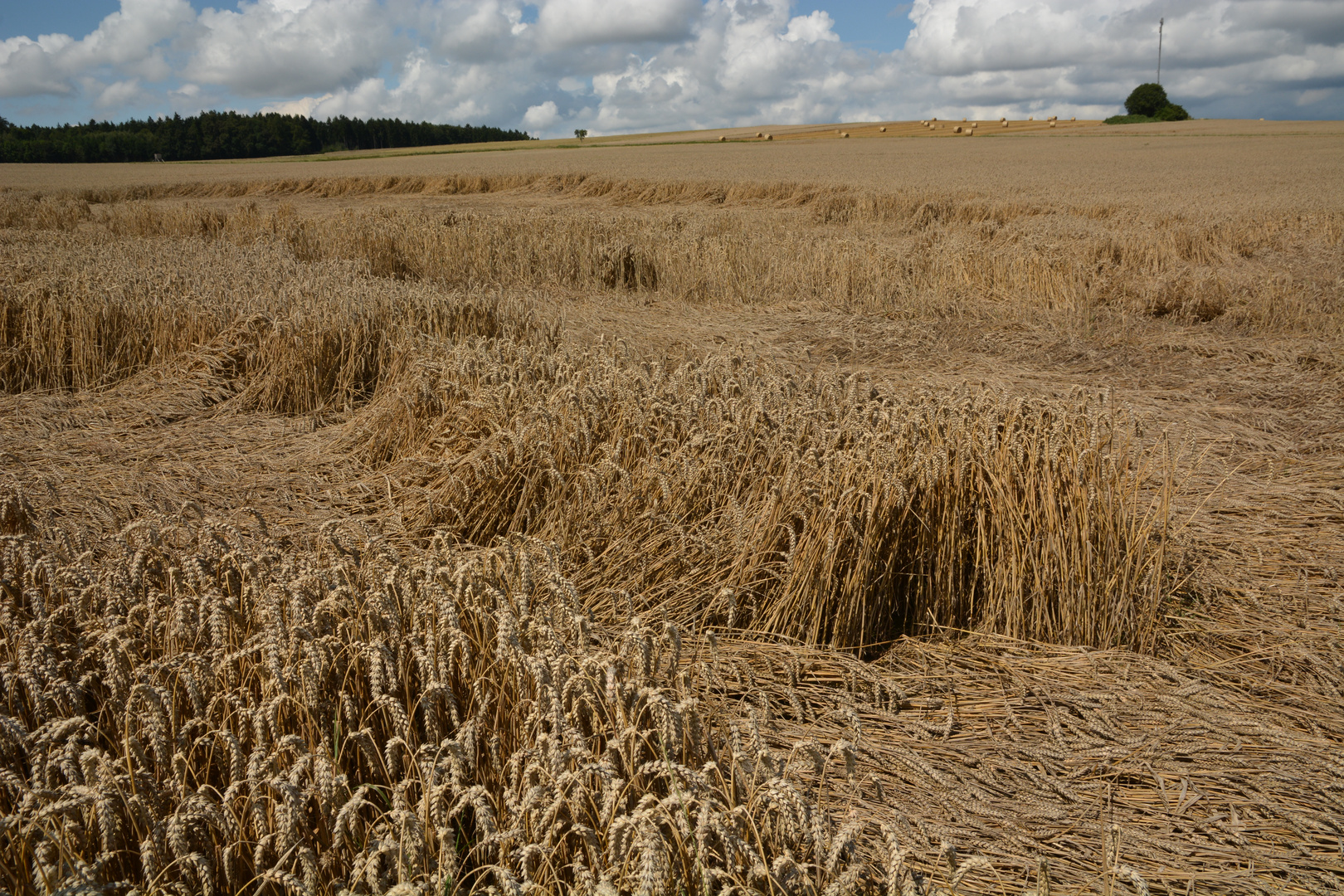 Kornfeld vor der Ernte