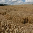 Kornfeld vor der Ernte