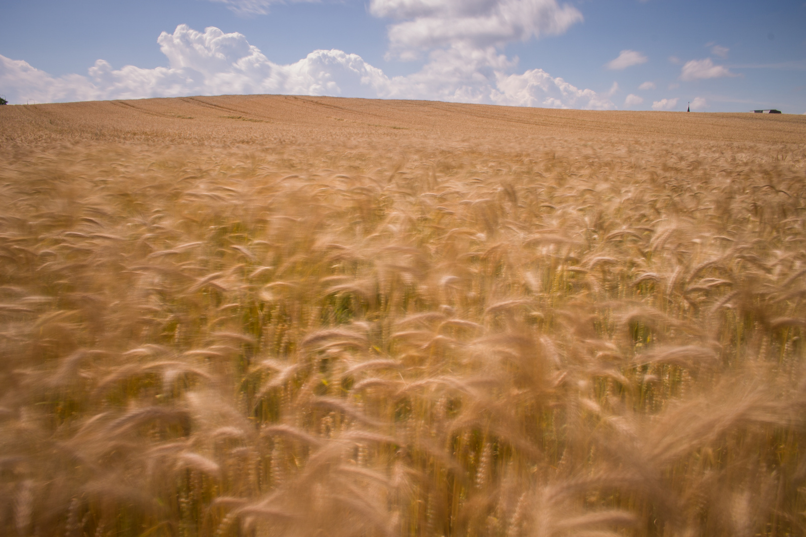 Kornfeld vor der Haustür