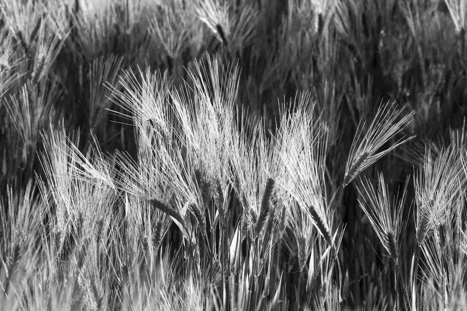 Kornfeld zum Sonnenuntergang  -  cornfield at sunset