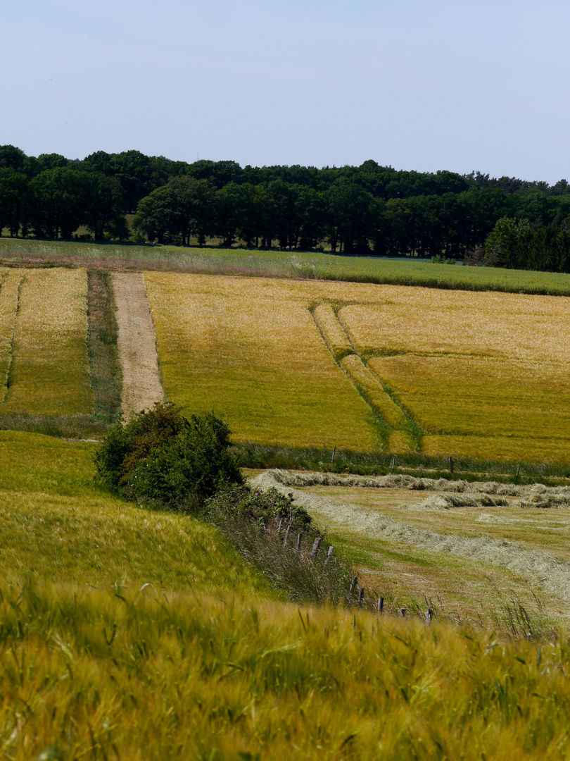 Kornfelder in der Eifel