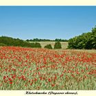 Kornfelder mit klatschmohn