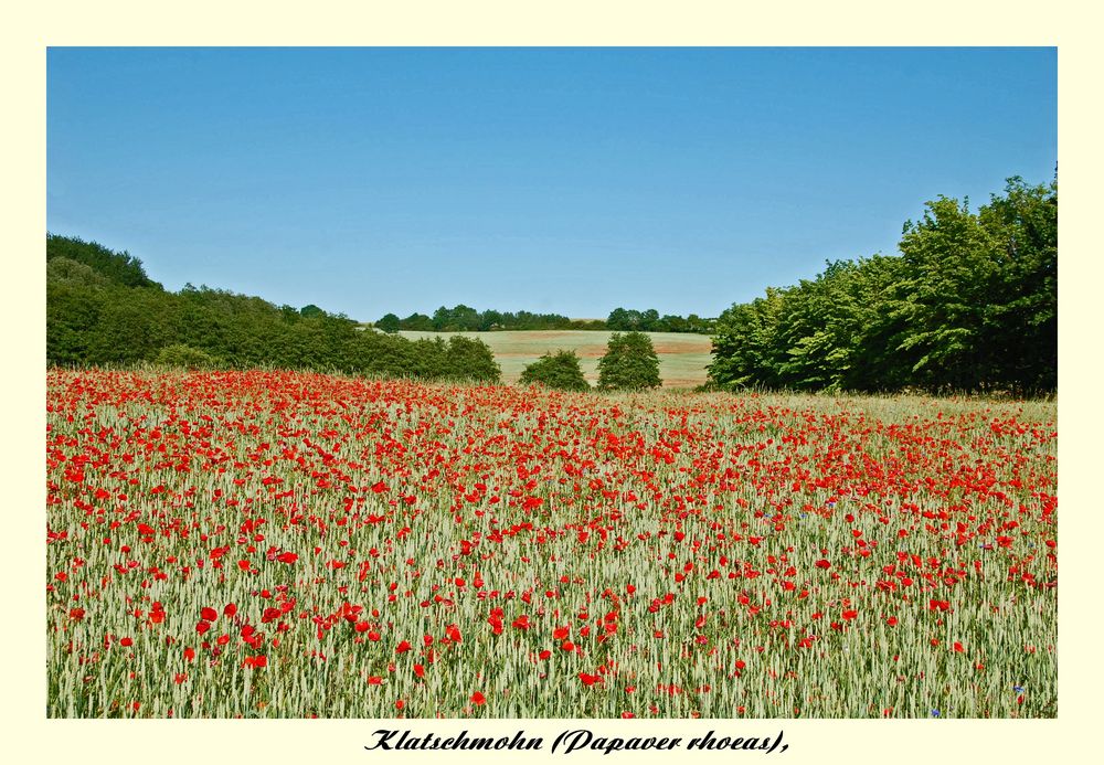 Kornfelder mit klatschmohn