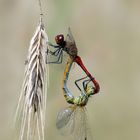 Kornfeldliebe - Paarungsrad der Blutroten Heidelibelle