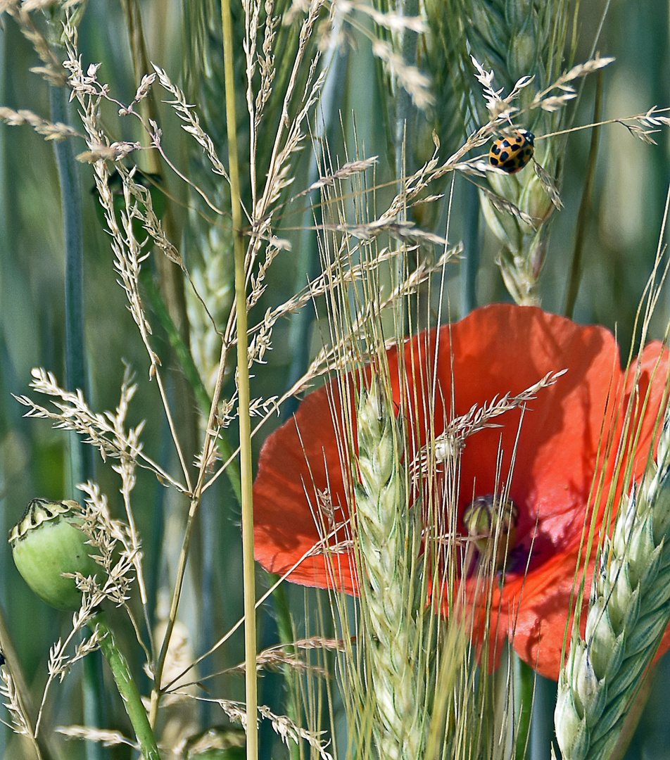 Kornfeldsicht