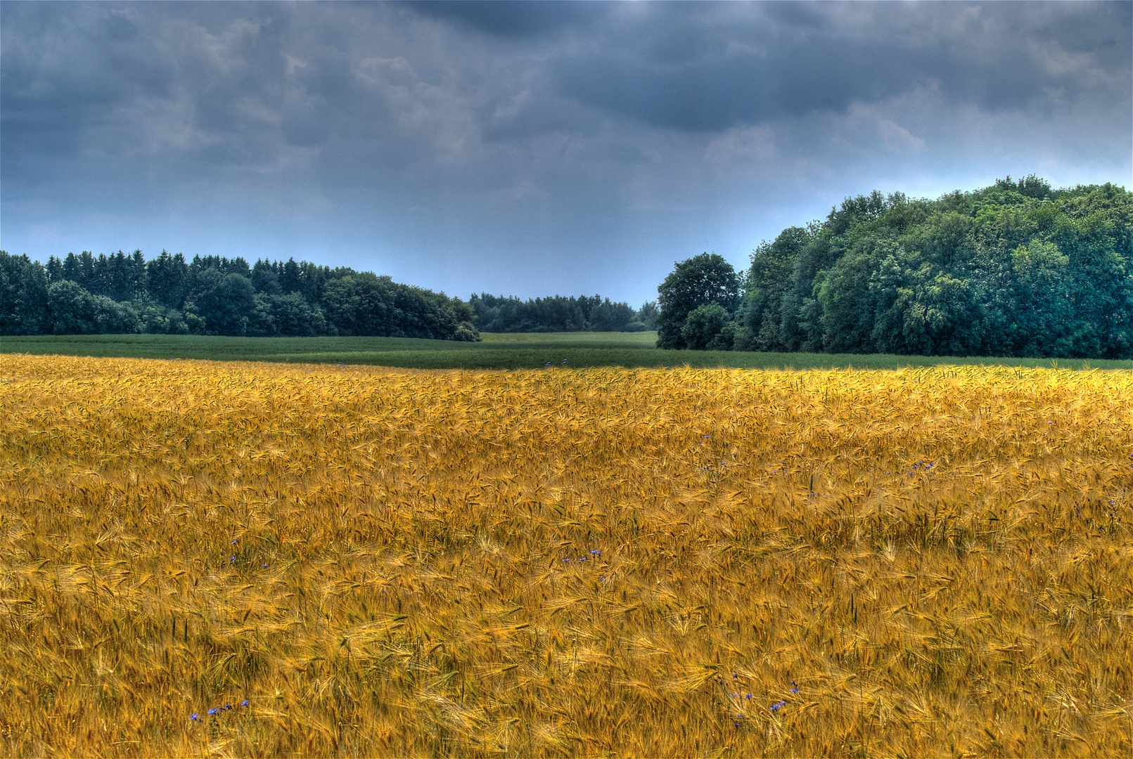 Kornfeldstimmung bei Lassahn