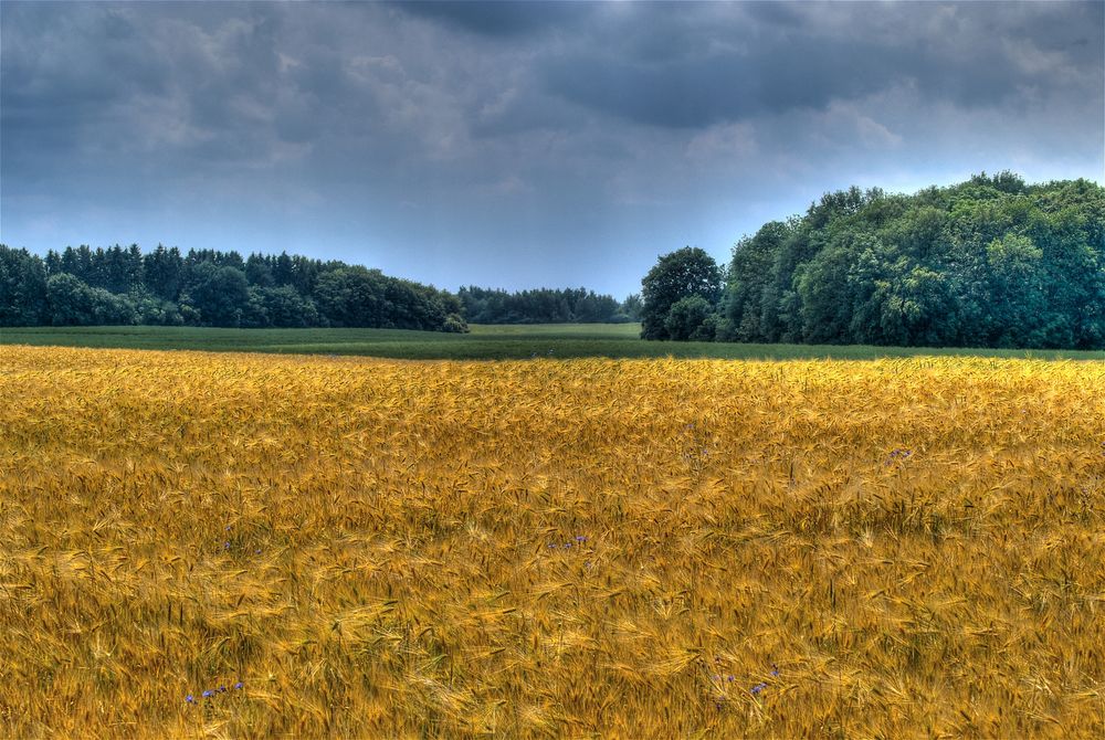 Kornfeldstimmung bei Lassahn von Bernd xxl 