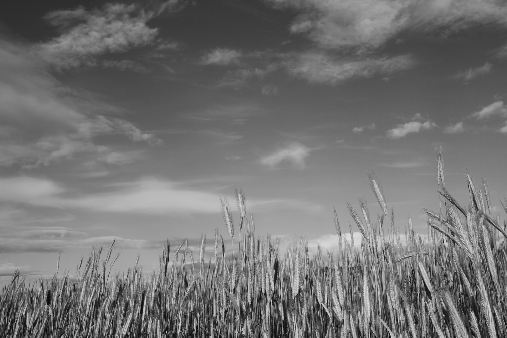 Kornhimmel in Monochrome