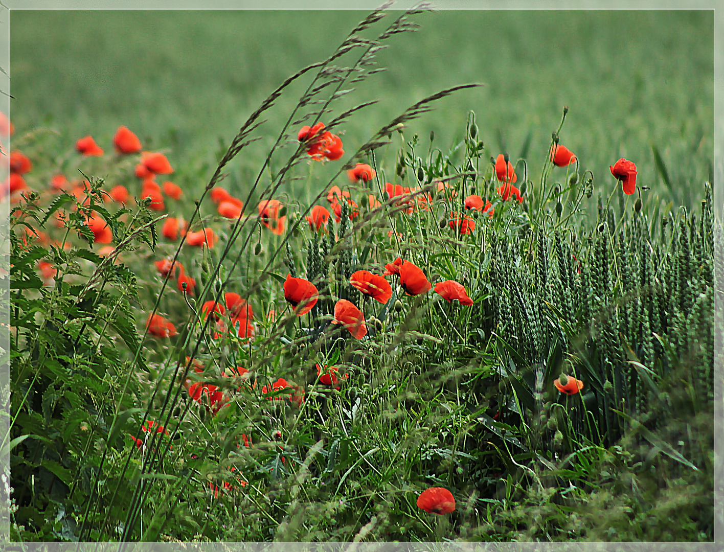 Korn,Mohn und Gräser