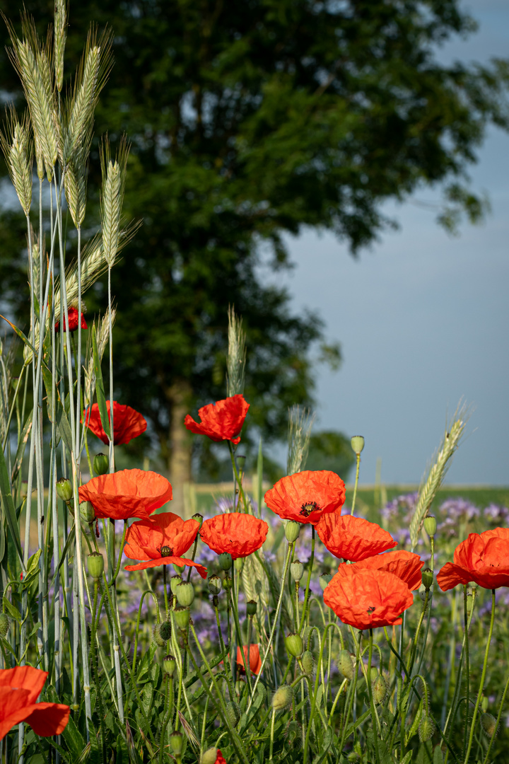 Kornmohnwildblumenwiese