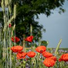 Kornmohnwildblumenwiese